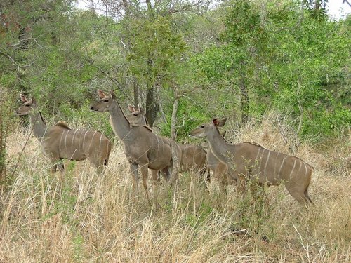 048 Krugerpark.JPG
