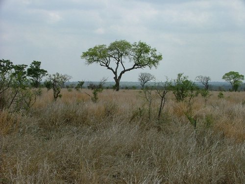 052 Krugerpark.JPG