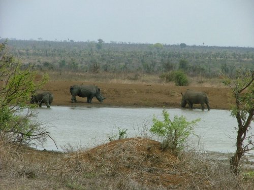 053 Krugerpark.JPG