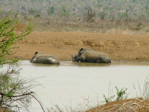 054 Krugerpark.JPG