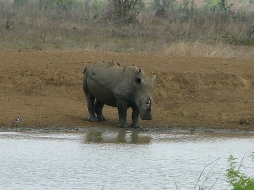 055 Krugerpark.JPG