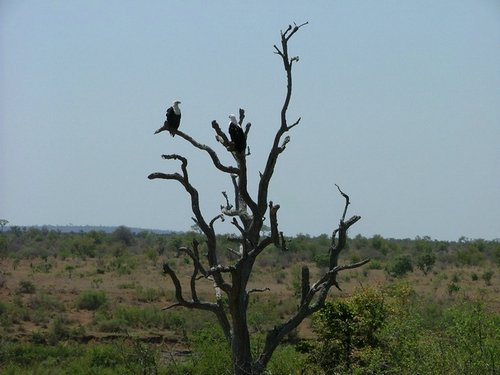 059 Krugerpark.JPG