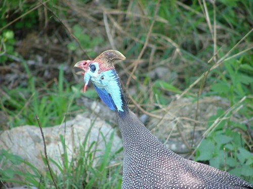 060 Krugerpark.JPG