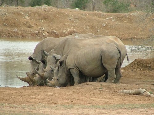 066 Swaziland Hlane.JPG