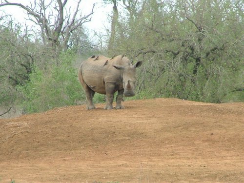 068 Swaziland Hlane.JPG