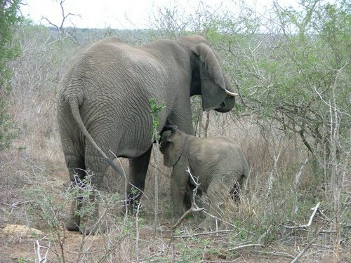 077 Swaziland Hlane gamedrive.JPG