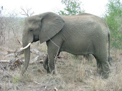 078 Swaziland Hlane gamedrive.JPG