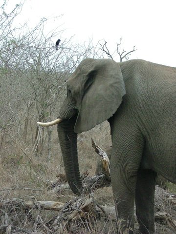 079 Swaziland Hlane gamedrive.JPG
