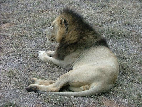 081 Swaziland Hlane gamedrive.JPG