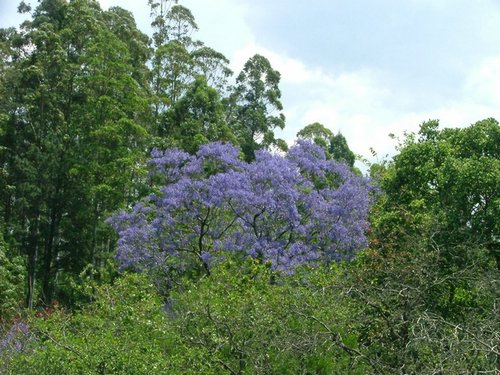 098 Swaziland Mlilwane Jacaranda boom.JPG