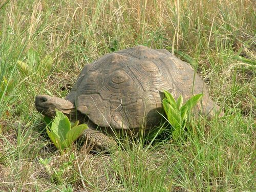 108 Swaziland Mlilwane.JPG