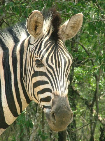 117 Hluhluwe Imfolozi park.JPG
