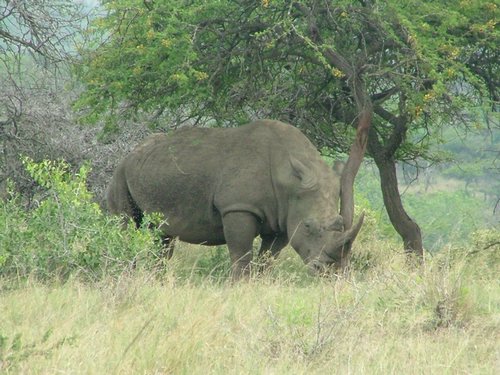 120 Hluhluwe Imfolozi park.JPG