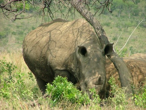 121 Hluhluwe Imfolozi park.JPG