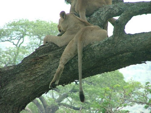 122 Hluhluwe Imfolozi park.JPG