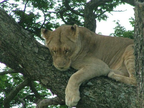 123 Hluhluwe Imfolozi park.JPG