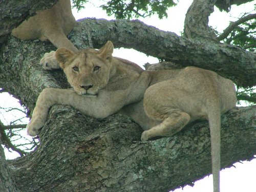 124 Hluhluwe Imfolozi park.JPG