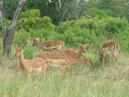 125 Hluhluwe Imfolozi park.JPG