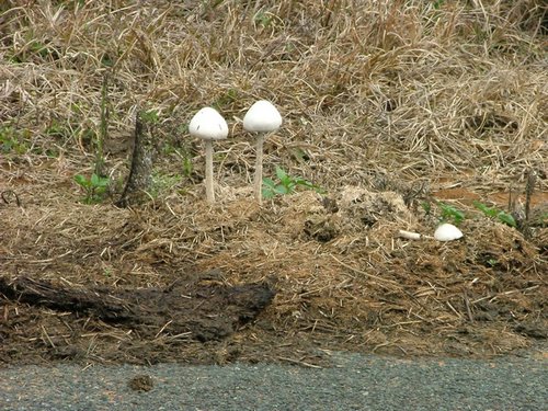 151 St.Lucia wetlands.JPG