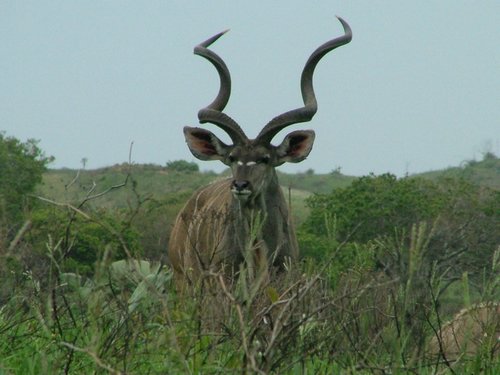 153 St.Lucia wetlands.JPG