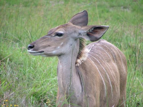 155 St.Lucia wetlands.JPG