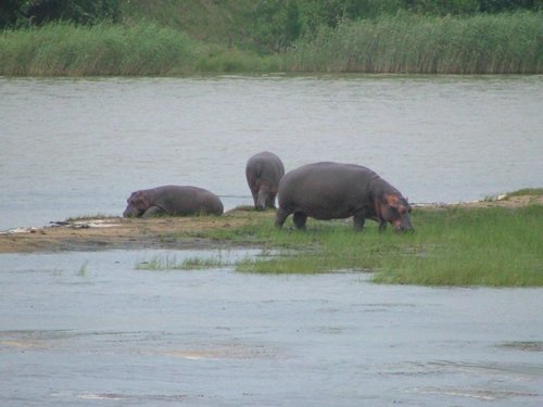 160 St.Lucia wetlands.JPG