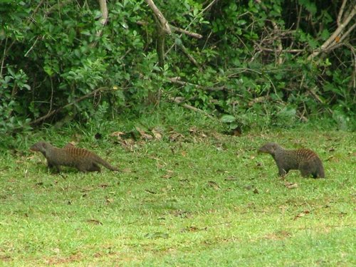 161 St.Lucia wetlands.JPG
