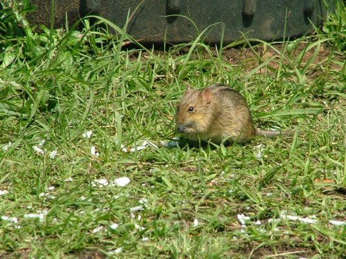 199 Drakensgebergte Injesuthi.JPG