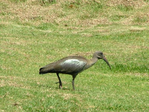218 Hadada ibis.JPG