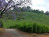 004 Magoebaskloof thee plantage.JPG