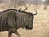 022 Krugerpark.JPG