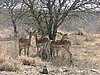 031 Krugerpark.JPG