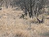 032 Krugerpark.JPG