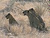 033 Krugerpark.JPG