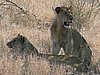 034 Krugerpark.JPG