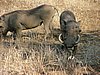 036 Krugerpark.JPG