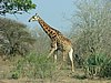 039 Krugerpark.JPG