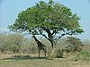 040 Krugerpark.JPG