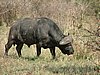 041 Krugerpark.JPG