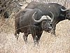 042 Krugerpark.JPG