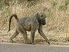 043 Krugerpark.JPG