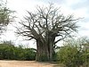 044 Krugerpark meest zuidelijke Boabab boom.JPG