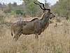 046 Krugerpark.JPG