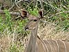 047 Krugerpark.JPG