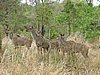 048 Krugerpark.JPG