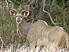 049 Krugerpark.JPG