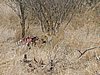 050 Krugerpark.JPG