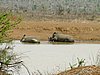 054 Krugerpark.JPG