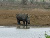 055 Krugerpark.JPG