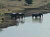 056 Krugerpark.JPG